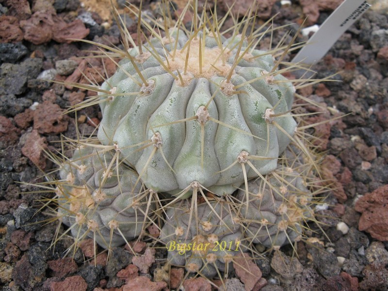 Copiapoa haseltoniana 