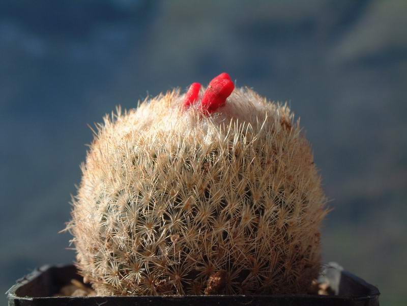 Epithelantha micromeris 