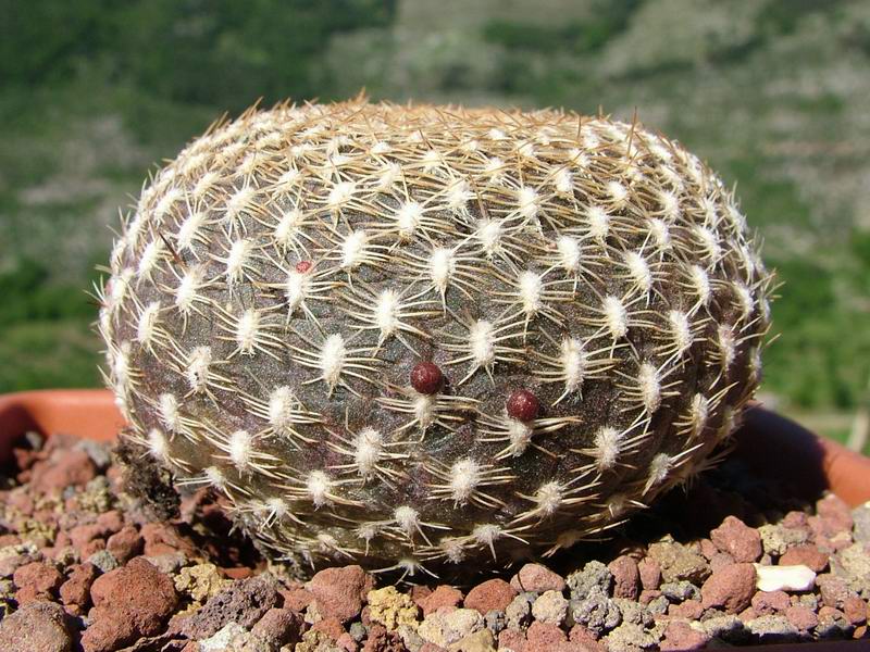 Sulcorebutia arenacea 