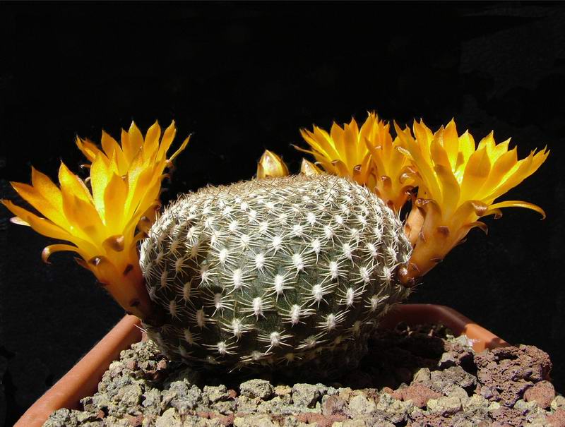 Sulcorebutia arenacea 