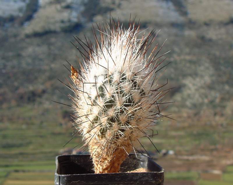 Turbinicarpus subterraneus 