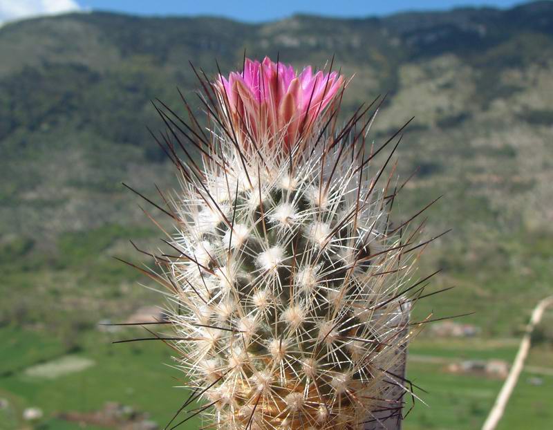 Turbinicarpus subterraneus 