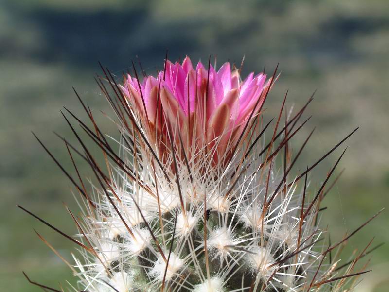 Turbinicarpus subterraneus 