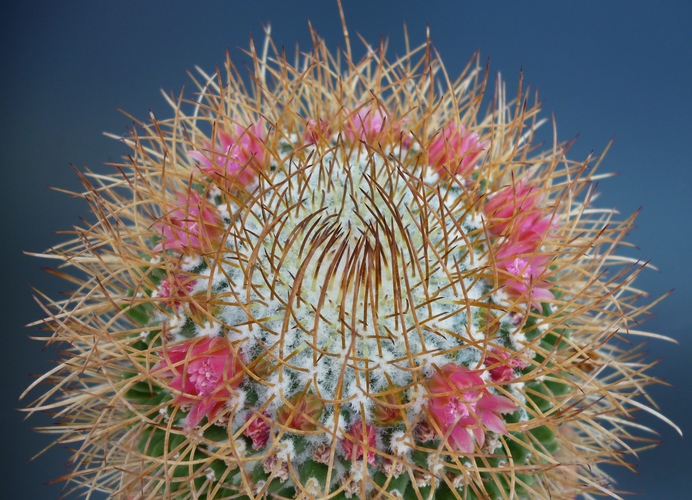 Mammillaria polythele ssp. obconella 