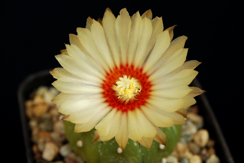 Astrophytum asterias 