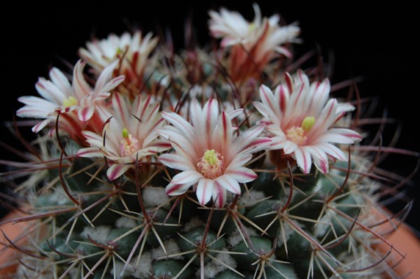 Mammillaria wagneriana 