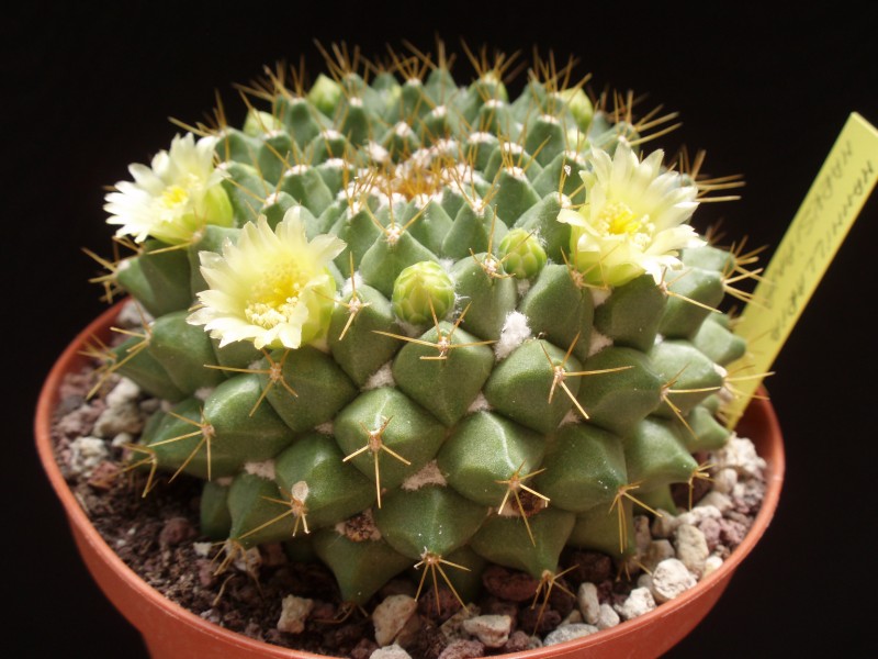 Mammillaria marksiana 