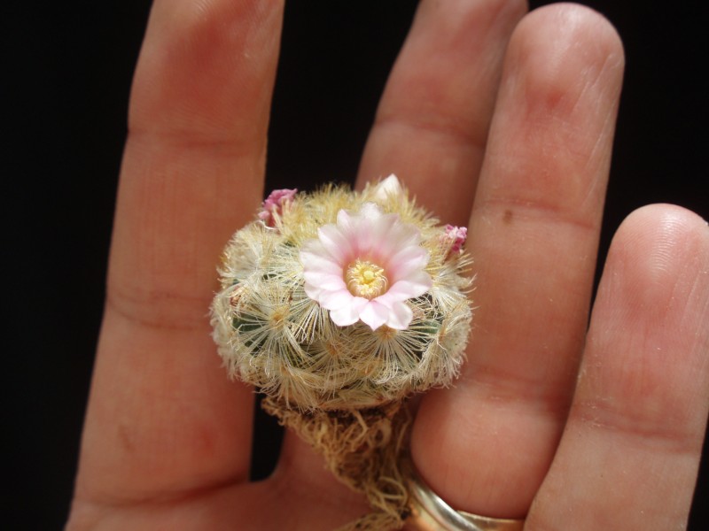 mammillaria  