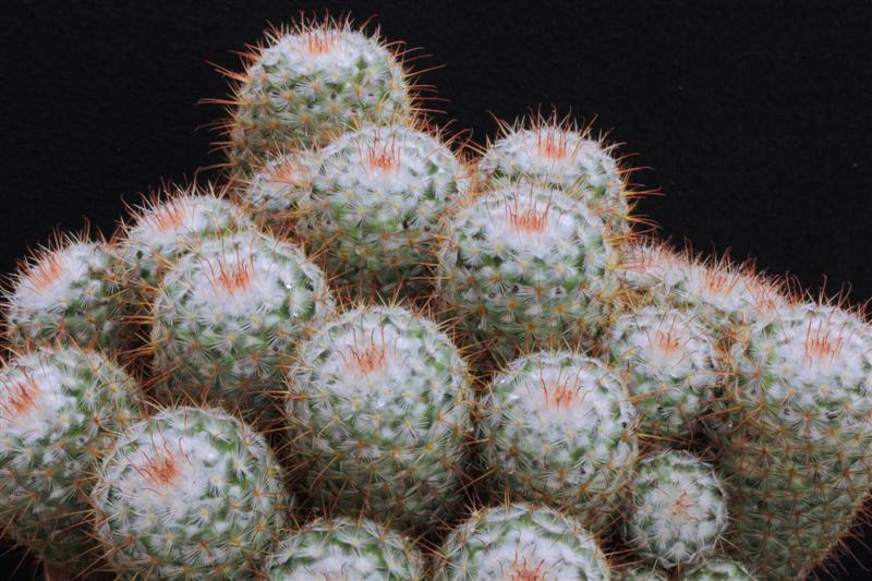 Mammillaria bombycina 