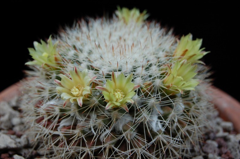 Mammillaria evermanniana 