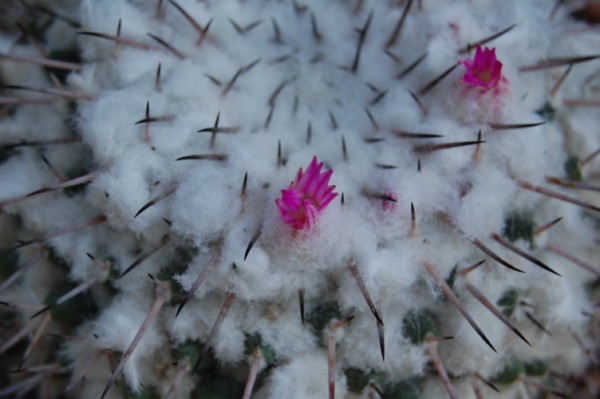 Mammillaria amajacensis 