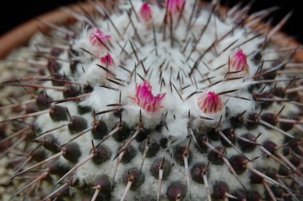 Mammillaria amajacensis 