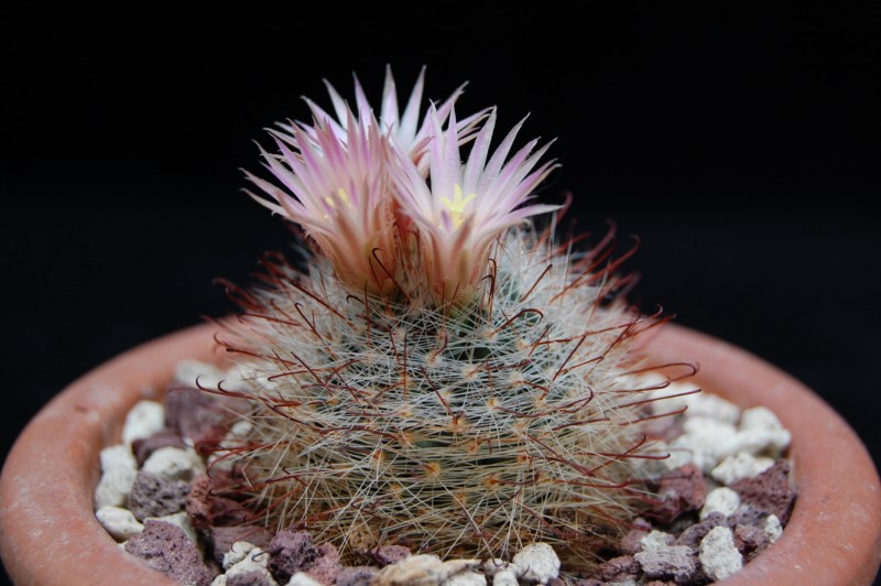 Mammillaria garessii 