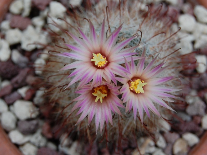 Mammillaria garessii 