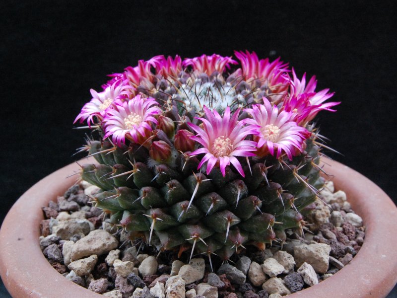 Mammillaria abra celaja 