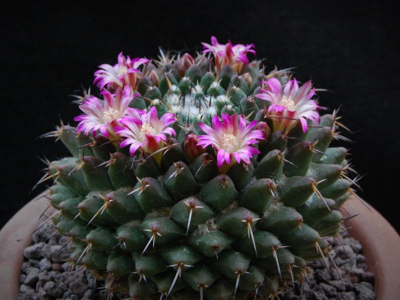 Mammillaria abra celaja 