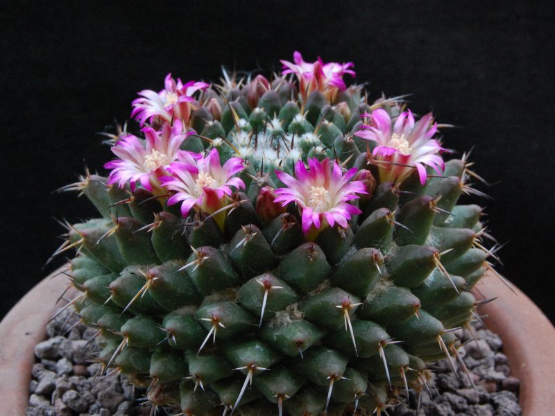 Mammillaria abra celaja 