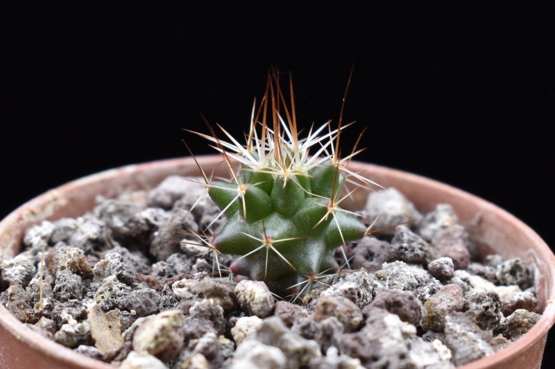 Mammillaria abra celaja 