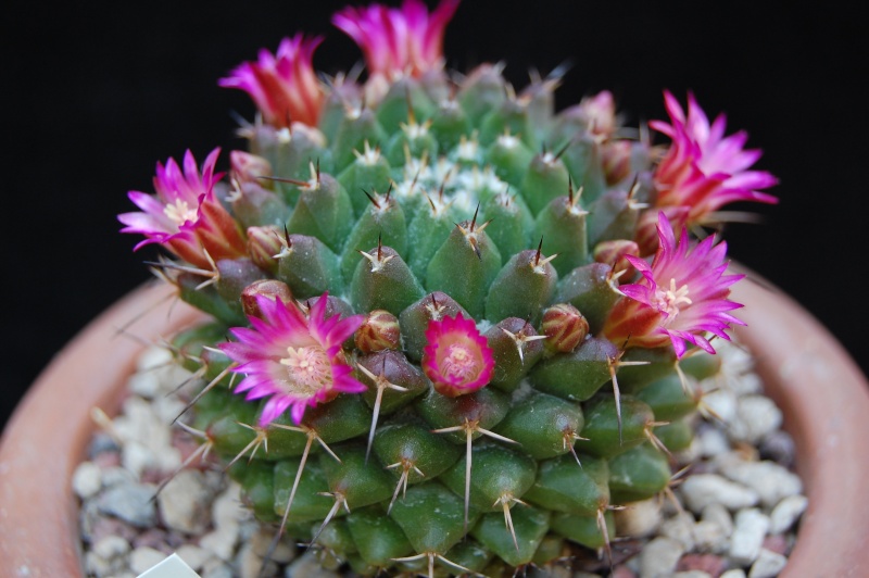 Mammillaria abra celaja 