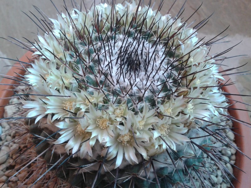 Mammillaria gigantea 