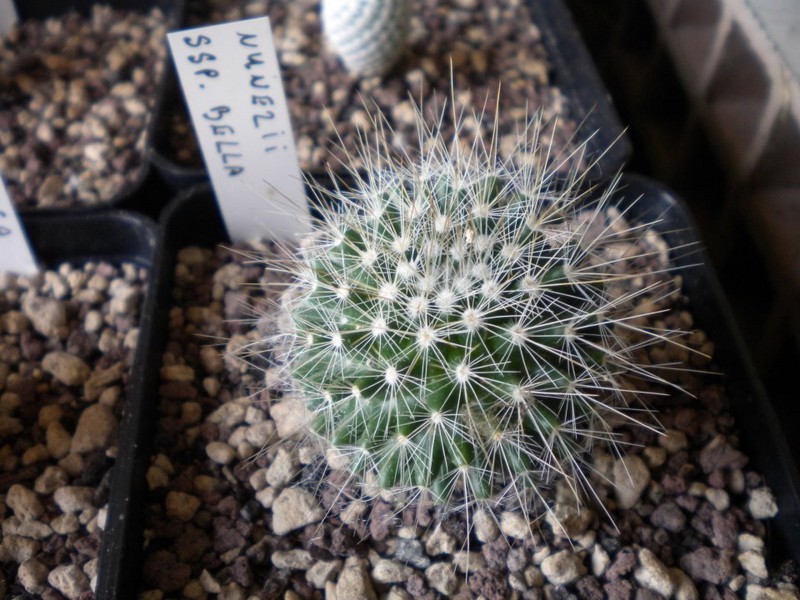 Mammillaria nunezii ssp. bella 