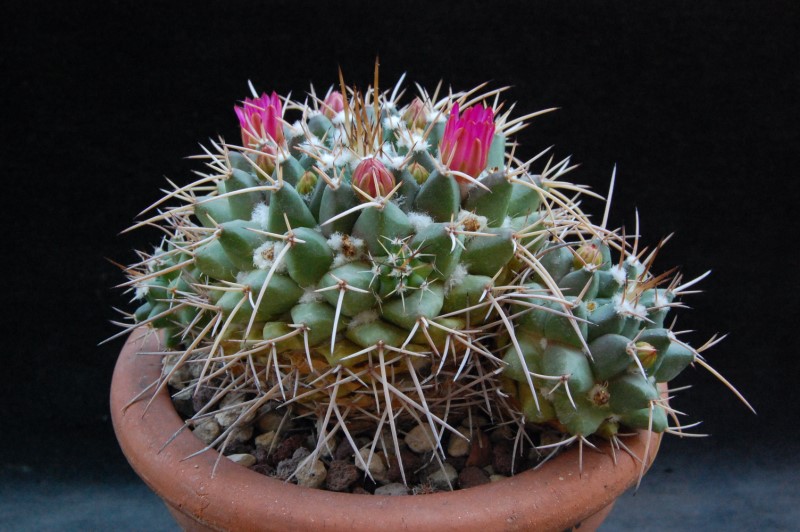 Mammillaria centricirrha v. glauca 