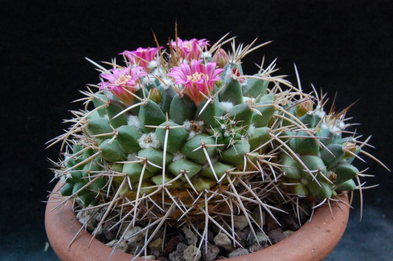 Mammillaria centricirrha v. glauca 