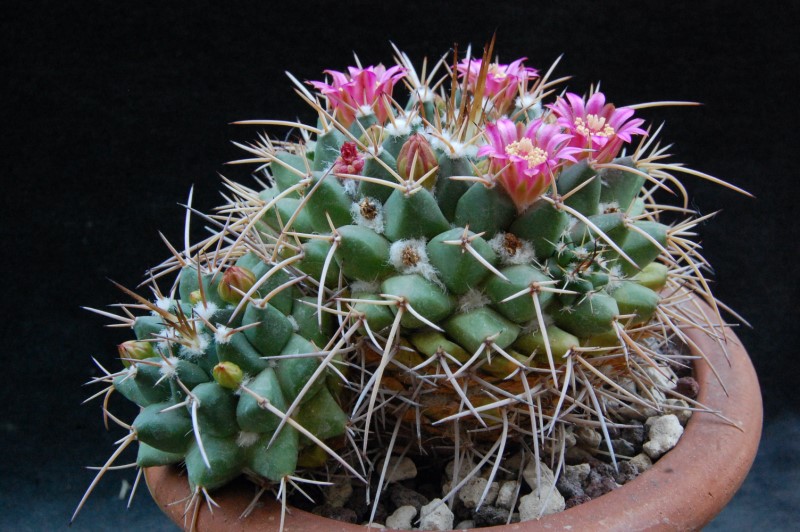 Mammillaria centricirrha v. glauca 