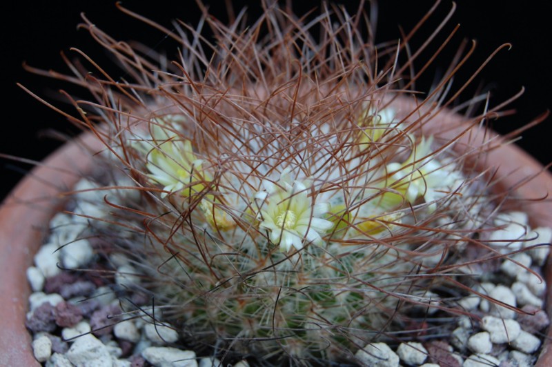 Mammillaria rekoi ssp. leptacantha "aureiflora" 