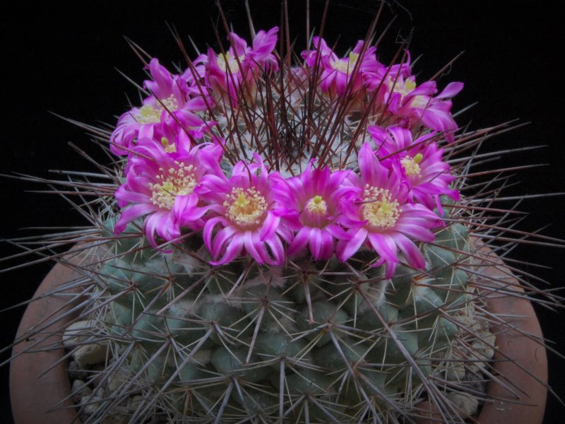 Mammillaria floresii ROG 230