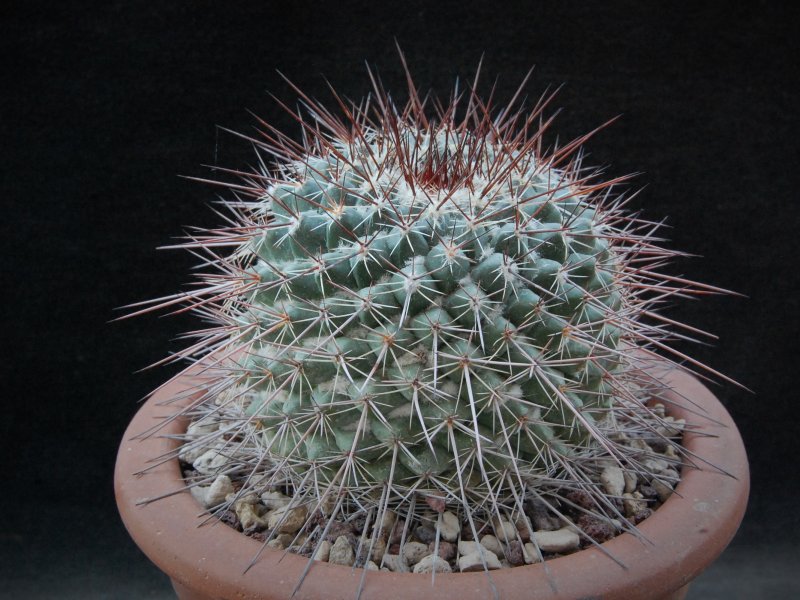 Mammillaria floresii ROG 230