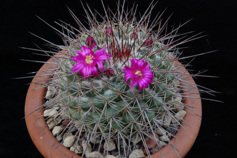 Mammillaria floresii ROG 230