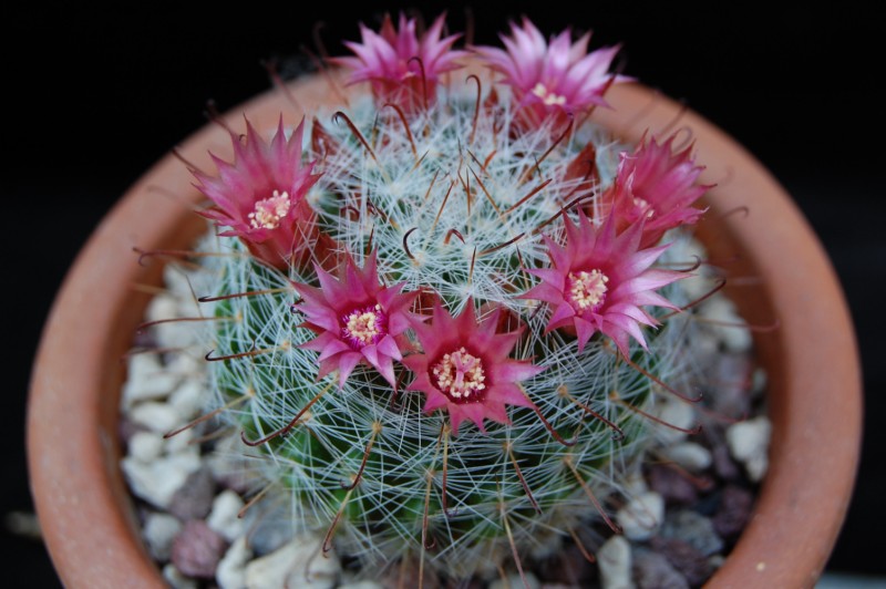 Mammillaria erythrosperma SB 825