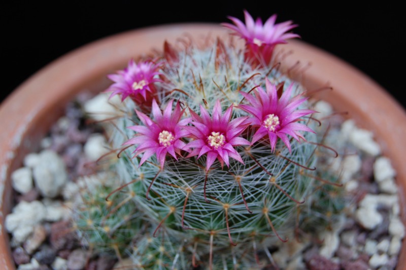 Mammillaria erythrosperma SB 825