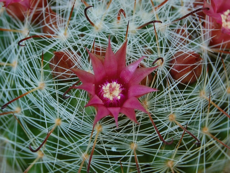 Mammillaria erythrosperma SB 825