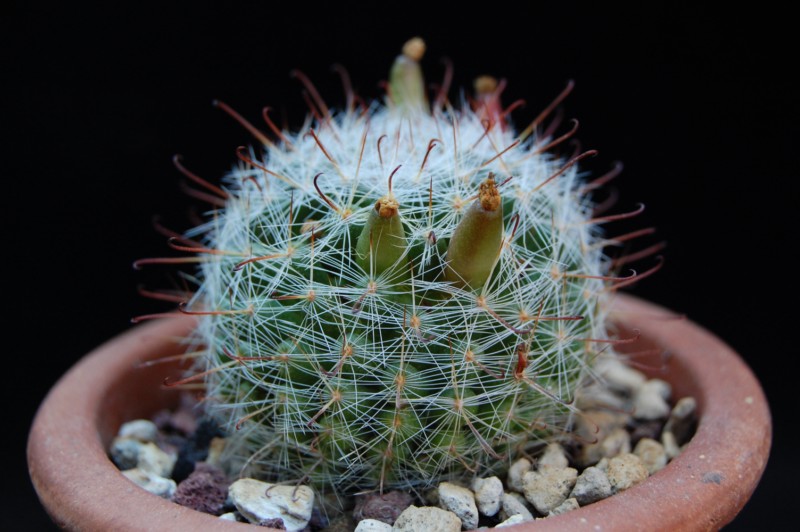 Mammillaria erythrosperma SB 825