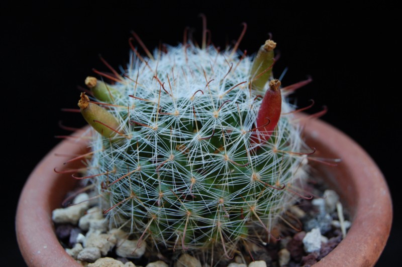 Mammillaria erythrosperma SB 825