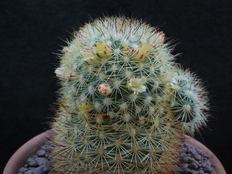 Mammillaria densispina ROG 506