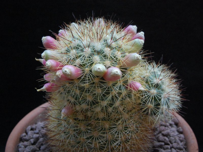 Mammillaria densispina ROG 506