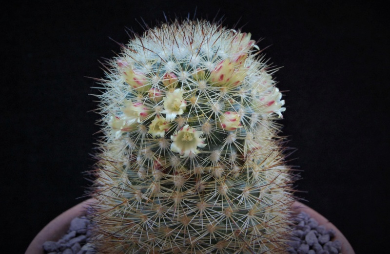 Mammillaria densispina ROG 506