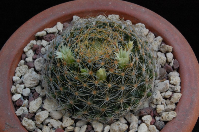 Mammillaria pseudoschiedeana 