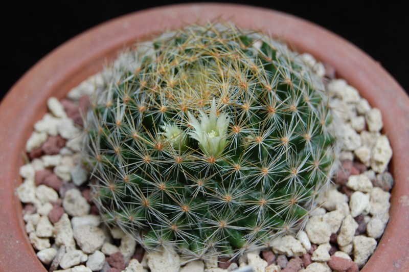 Mammillaria pseudoschiedeana 