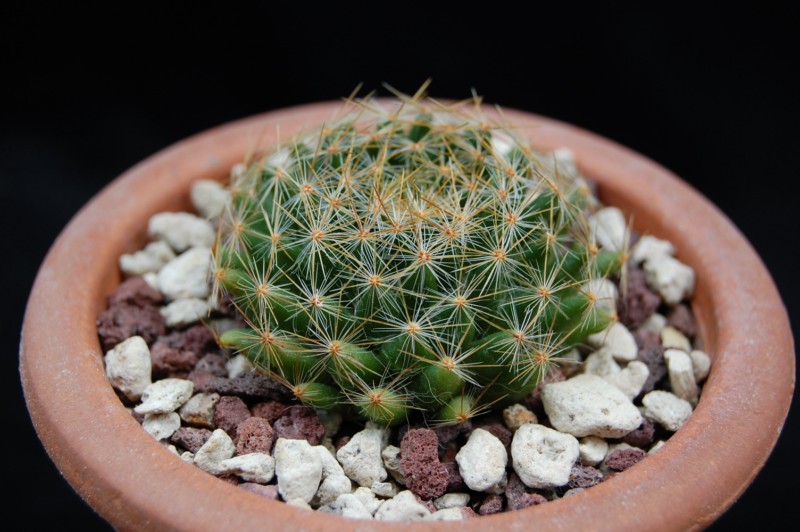 Mammillaria pseudoschiedeana 