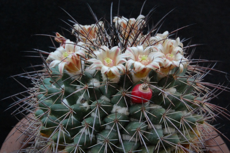 Mammillaria aff. papasquiarensis ROG 305