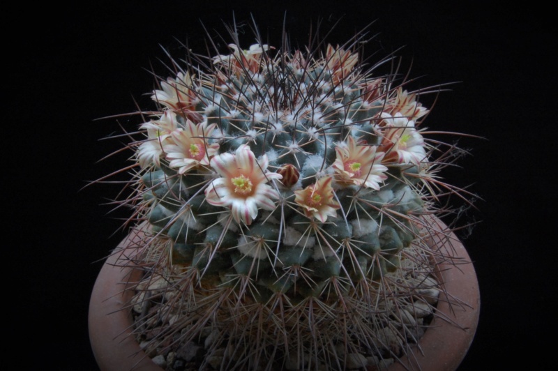 Mammillaria aff. papasquiarensis ROG 305