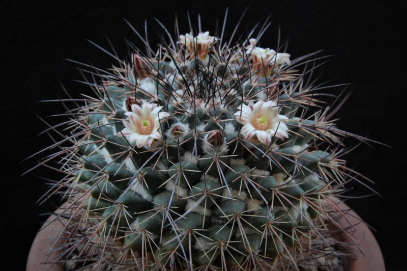 Mammillaria aff. papasquiarensis ROG 305