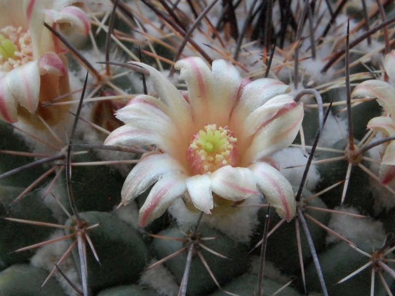 Mammillaria aff. papasquiarensis ROG 305