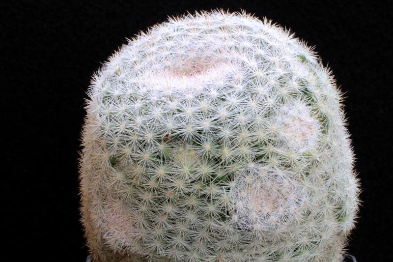 Mammillaria candida 