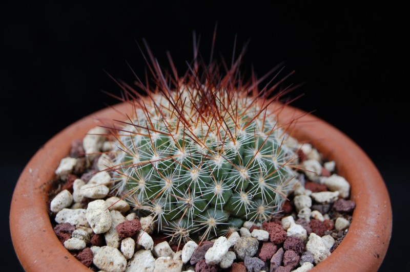 Mammillaria canelensis ROG 654 red fl