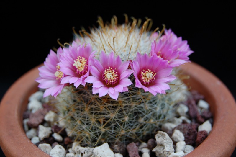 Mammillaria variabilis REP 1393